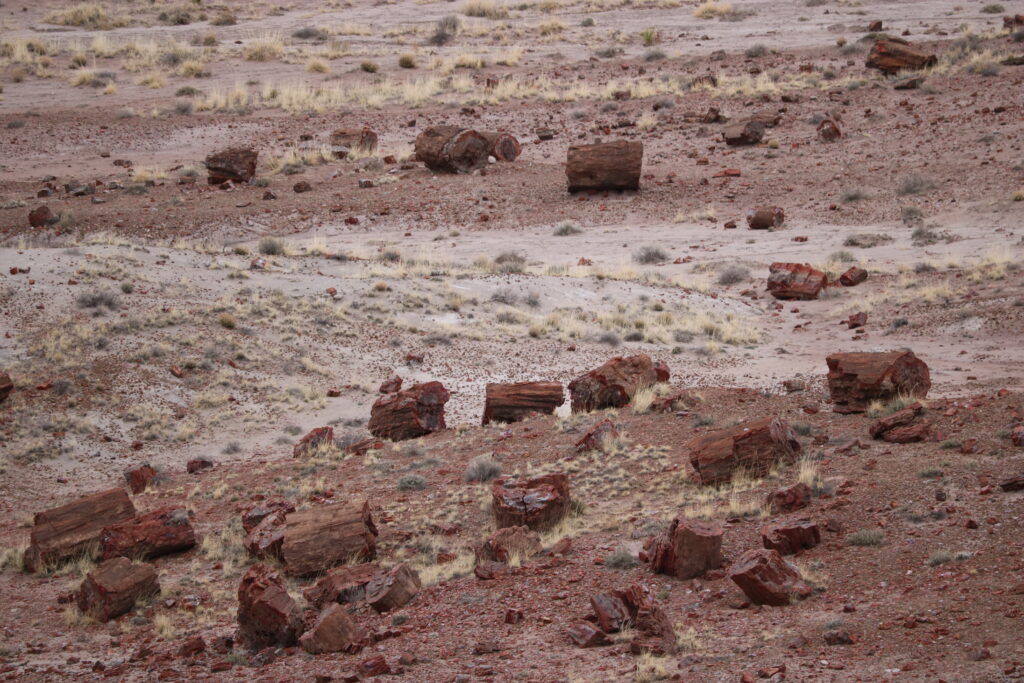 Petrified Forest National Park